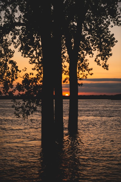 日落时海边树木的剪影